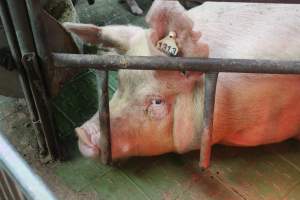 Farrowing crates at Yelmah Piggery SA - Australian pig farming - Captured at Yelmah Piggery, Magdala SA Australia.