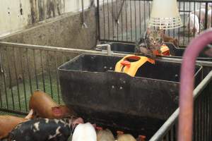 Cat in weaner pens - Australian pig farming - Captured at Yelmah Piggery, Magdala SA Australia.