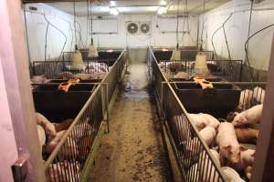 Weaner piglets - Australian pig farming - Captured at Yelmah Piggery, Magdala SA Australia.