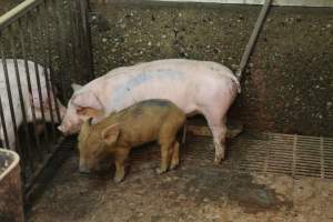 Runt piglet in weaner pen - Australian pig farming - Captured at Yelmah Piggery, Magdala SA Australia.