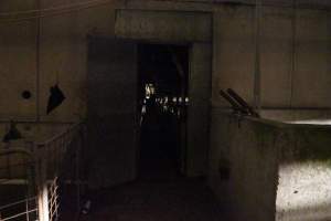 Looking through shed door from outside - Australian pig farming - Captured at Yelmah Piggery, Magdala SA Australia.