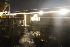 Piggery sheds outside at night - Australian pig farming - Captured at Yelmah Piggery, Magdala SA Australia.