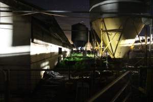 Piggery sheds outside at night - Australian pig farming - Captured at Yelmah Piggery, Magdala SA Australia.