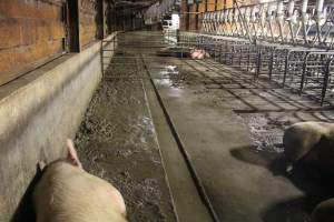 Sows living in excrement in group housing - Australian pig farming - Captured at Yelmah Piggery, Magdala SA Australia.