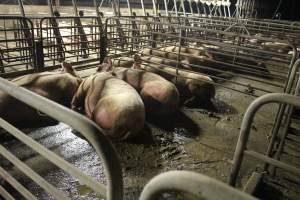 Sows living in excrement in group housing - Australian pig farming - Captured at Yelmah Piggery, Magdala SA Australia.