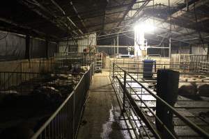 Group sow housing - Australian pig farming - Captured at Yelmah Piggery, Magdala SA Australia.