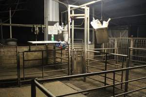 Breeding/mating area with buckets of pork storks - Australian pig farming - Captured at Yelmah Piggery, Magdala SA Australia.