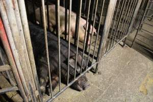 Boars in boar stalls - Australian pig farming - Captured at Yelmah Piggery, Magdala SA Australia.