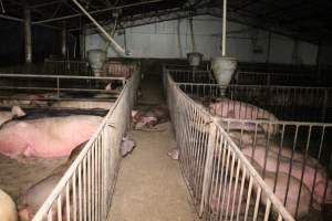 Group sow housing - Australian pig farming - Captured at Yelmah Piggery, Magdala SA Australia.