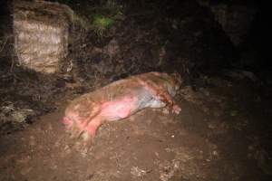 Pile of dead pigs outside - Australian pig farming - Captured at Yelmah Piggery, Magdala SA Australia.