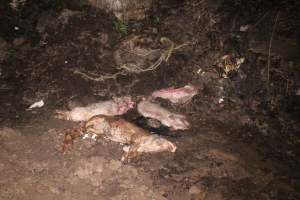 Pile of dead pigs outside - Australian pig farming - Captured at Yelmah Piggery, Magdala SA Australia.