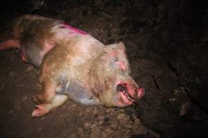 Pile of dead pigs outside - Australian pig farming - Captured at Yelmah Piggery, Magdala SA Australia.