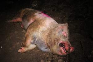 Pile of dead pigs outside - Australian pig farming - Captured at Yelmah Piggery, Magdala SA Australia.