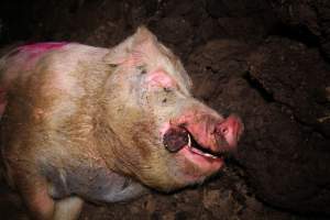 Pile of dead pigs outside - Australian pig farming - Captured at Yelmah Piggery, Magdala SA Australia.