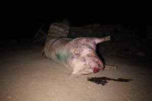 Dead sow outside - Stiff and bloated. Pool of blood on ground - Captured at Yelmah Piggery, Magdala SA Australia.