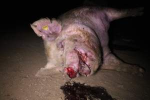 Dead sow outside - Stiff and bloated. Pool of blood on ground - Captured at Yelmah Piggery, Magdala SA Australia.