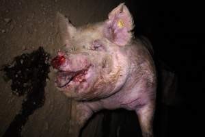 Dead sow outside - Stiff and bloated. Pool of blood on ground - Captured at Yelmah Piggery, Magdala SA Australia.