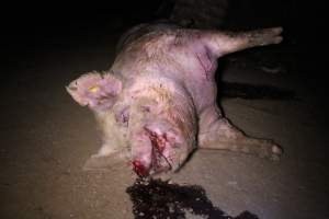 Dead sow outside - Stiff and bloated. Pool of blood on ground - Captured at Yelmah Piggery, Magdala SA Australia.