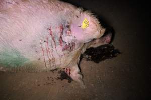 Dead sow outside - Stiff and bloated. Pool of blood on ground - Captured at Yelmah Piggery, Magdala SA Australia.