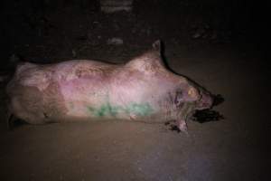 Dead sow outside - Stiff and bloated. Pool of blood on ground - Captured at Yelmah Piggery, Magdala SA Australia.