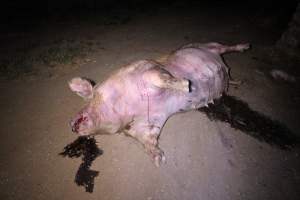 Dead sow outside - Stiff and bloated. Pool of blood on ground - Captured at Yelmah Piggery, Magdala SA Australia.