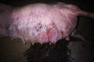 Dead sow outside - Stiff and bloated. Pool of blood on ground - Captured at Yelmah Piggery, Magdala SA Australia.