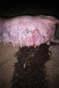 Dead sow outside - Stiff and bloated. Pool of blood on ground - Captured at Yelmah Piggery, Magdala SA Australia.