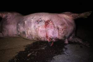 Dead sow outside - Stiff and bloated. Pool of blood on ground - Captured at Yelmah Piggery, Magdala SA Australia.