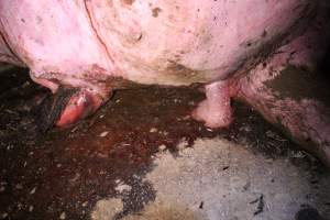 Dead sow outside - Stiff and bloated. Pool of blood on ground - Captured at Yelmah Piggery, Magdala SA Australia.