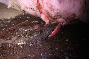 Dead sow outside - Stiff and bloated. Pool of blood on ground - Captured at Yelmah Piggery, Magdala SA Australia.