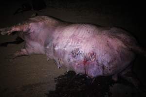 Dead sow outside - Stiff and bloated. Pool of blood on ground - Captured at Yelmah Piggery, Magdala SA Australia.