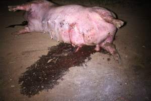 Dead sow outside - Stiff and bloated. Pool of blood on ground - Captured at Yelmah Piggery, Magdala SA Australia.