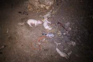 Pile of dead pigs outside - Australian pig farming - Captured at Yelmah Piggery, Magdala SA Australia.