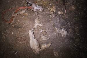 Pile of dead pigs outside - Australian pig farming - Captured at Yelmah Piggery, Magdala SA Australia.