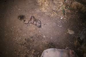 Pile of dead pigs outside - Australian pig farming - Captured at Yelmah Piggery, Magdala SA Australia.