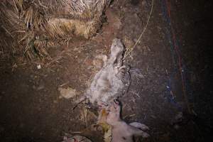 Pile of dead pigs outside - Australian pig farming - Captured at Yelmah Piggery, Magdala SA Australia.