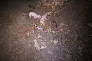 Pile of dead pigs outside - Australian pig farming - Captured at Yelmah Piggery, Magdala SA Australia.