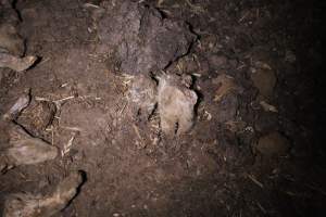 Pile of dead pigs outside - Australian pig farming - Captured at Yelmah Piggery, Magdala SA Australia.