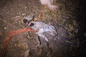 Pile of dead pigs outside - Australian pig farming - Captured at Yelmah Piggery, Magdala SA Australia.