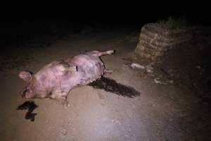 Dead sow outside - Stiff and bloated. Pool of blood on ground - Captured at Yelmah Piggery, Magdala SA Australia.