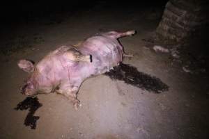 Dead sow outside - Stiff and bloated. Pool of blood on ground - Captured at Yelmah Piggery, Magdala SA Australia.