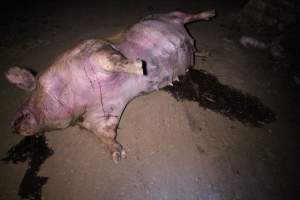 Dead sow outside - Stiff and bloated. Pool of blood on ground - Captured at Yelmah Piggery, Magdala SA Australia.