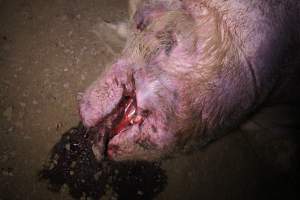 Dead sow outside - Stiff and bloated. Pool of blood on ground - Captured at Yelmah Piggery, Magdala SA Australia.