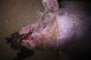 Dead sow outside - Stiff and bloated. Pool of blood on ground - Captured at Yelmah Piggery, Magdala SA Australia.