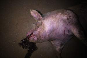 Dead sow outside - Stiff and bloated. Pool of blood on ground - Captured at Yelmah Piggery, Magdala SA Australia.