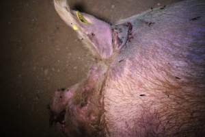 Dead sow outside - Stiff and bloated. Pool of blood on ground - Captured at Yelmah Piggery, Magdala SA Australia.