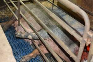 Farrowing crates at Yelmah Piggery SA - Australian pig farming - Captured at Yelmah Piggery, Magdala SA Australia.