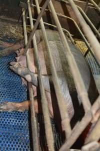 Farrowing crates at Yelmah Piggery SA - Australian pig farming - Captured at Yelmah Piggery, Magdala SA Australia.