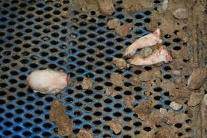Severed head and legs of piglet - Australian pig farming - Captured at Yelmah Piggery, Magdala SA Australia.