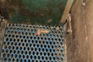 Severed leg of piglet - Australian pig farming - Captured at Yelmah Piggery, Magdala SA Australia.